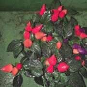 ヒメ日記 2025/04/25 15:39 投稿 藤田ますみ 完全ガチ交渉!!素人妻を狙え!!(仙台)