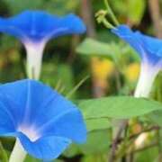 ヒメ日記 2025/05/08 15:09 投稿 藤田ますみ 完全ガチ交渉!!素人妻を狙え!!(仙台)