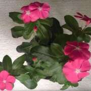 ヒメ日記 2025/05/17 04:11 投稿 藤田ますみ 完全ガチ交渉!!素人妻を狙え!!(仙台)