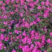 ヒメ日記 2025/06/04 10:07 投稿 藤田ますみ 完全ガチ交渉!!素人妻を狙え!!(仙台)