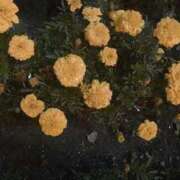 ヒメ日記 2025/06/08 15:19 投稿 藤田ますみ 完全ガチ交渉!!素人妻を狙え!!(仙台)