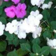 ヒメ日記 2025/06/21 06:00 投稿 藤田ますみ 完全ガチ交渉!!素人妻を狙え!!(仙台)