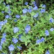 ヒメ日記 2025/07/08 21:59 投稿 藤田ますみ 完全ガチ交渉!!素人妻を狙え!!(仙台)