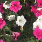 ヒメ日記 2025/07/21 03:39 投稿 藤田ますみ 完全ガチ交渉!!素人妻を狙え!!(仙台)