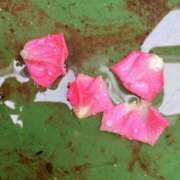 ヒメ日記 2025/08/07 10:15 投稿 藤田ますみ 完全ガチ交渉!!素人妻を狙え!!(仙台)