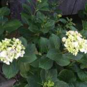 ヒメ日記 2025/08/10 07:49 投稿 藤田ますみ 完全ガチ交渉!!素人妻を狙え!!(仙台)