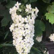 ヒメ日記 2025/08/15 20:02 投稿 藤田ますみ 完全ガチ交渉!!素人妻を狙え!!(仙台)