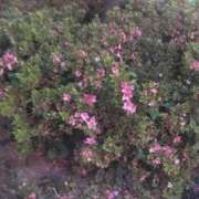 ヒメ日記 2025/09/20 00:39 投稿 藤田ますみ 完全ガチ交渉!!素人妻を狙え!!(仙台)