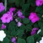 ヒメ日記 2025/11/18 04:05 投稿 藤田ますみ 完全ガチ交渉!!素人妻を狙え!!(仙台)