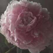 ヒメ日記 2025/12/08 05:19 投稿 藤田ますみ 完全ガチ交渉!!素人妻を狙え!!(仙台)