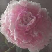 ヒメ日記 2025/12/10 07:09 投稿 藤田ますみ 完全ガチ交渉!!素人妻を狙え!!(仙台)