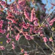 ヒメ日記 2026/03/14 20:09 投稿 後藤りんか(業界初) Luxury（鹿児島）