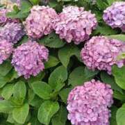 ヒメ日記 2026/06/26 12:59 投稿 ななこ もしも優しいお姉さんが本気になったら...横浜店