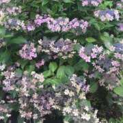 ヒメ日記 2024/12/20 10:03 投稿 ますみ salad(サラダ)　仙台店