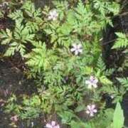 ヒメ日記 2025/03/18 14:12 投稿 ますみ salad(サラダ)　仙台店