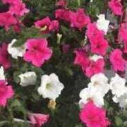 ヒメ日記 2025/03/28 06:02 投稿 ますみ salad(サラダ)　仙台店