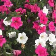 ヒメ日記 2025/04/18 14:52 投稿 ますみ salad(サラダ)　仙台店