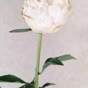 ヒメ日記 2025/04/25 06:12 投稿 ますみ salad(サラダ)　仙台店