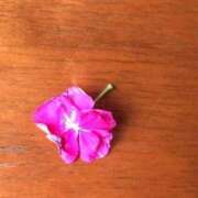 ヒメ日記 2025/05/17 06:02 投稿 ますみ salad(サラダ)　仙台店