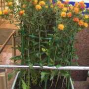 ヒメ日記 2025/06/04 06:52 投稿 ますみ salad(サラダ)　仙台店