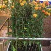 ヒメ日記 2025/07/16 05:52 投稿 ますみ salad(サラダ)　仙台店