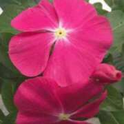 ヒメ日記 2025/07/19 15:12 投稿 ますみ salad(サラダ)　仙台店