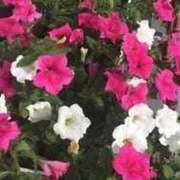 ヒメ日記 2025/07/19 16:02 投稿 ますみ salad(サラダ)　仙台店