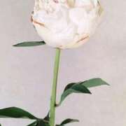 ヒメ日記 2025/07/23 06:23 投稿 ますみ salad(サラダ)　仙台店