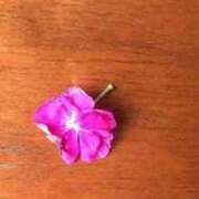 ヒメ日記 2025/07/26 07:02 投稿 ますみ salad(サラダ)　仙台店