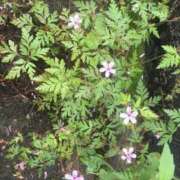 ヒメ日記 2025/08/02 00:02 投稿 ますみ salad(サラダ)　仙台店