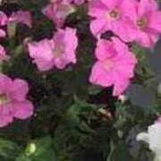 ヒメ日記 2025/08/06 16:12 投稿 ますみ salad(サラダ)　仙台店