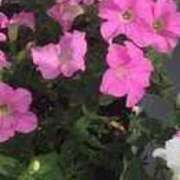 ヒメ日記 2025/10/06 06:18 投稿 ますみ salad(サラダ)　仙台店