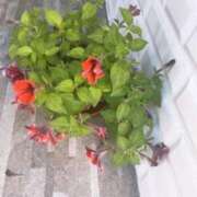 ヒメ日記 2025/10/13 06:16 投稿 ますみ salad(サラダ)　仙台店