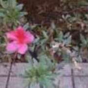 ヒメ日記 2025/10/14 02:02 投稿 ますみ salad(サラダ)　仙台店