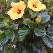 ヒメ日記 2025/11/05 00:05 投稿 ますみ salad(サラダ)　仙台店