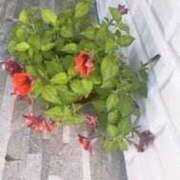 ヒメ日記 2025/11/12 04:42 投稿 ますみ salad(サラダ)　仙台店