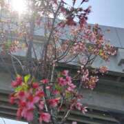 ヒメ日記 2025/03/26 15:22 投稿 いずみ【Pコース】 久留米デリヘルセンター