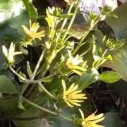 ヒメ日記 2025/03/09 12:38 投稿 ももえ 完熟ばなな 上野店