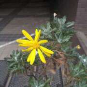 ヒメ日記 2025/03/25 15:20 投稿 ももえ 完熟ばなな 上野店