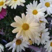 ヒメ日記 2025/04/02 19:01 投稿 ももえ 完熟ばなな 上野店