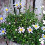 ヒメ日記 2025/04/05 10:02 投稿 ももえ 完熟ばなな 上野店