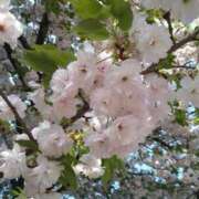 ヒメ日記 2025/04/15 20:01 投稿 ももえ 完熟ばなな 上野店