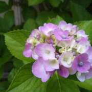 ヒメ日記 2025/07/04 17:50 投稿 ももえ 完熟ばなな 上野店