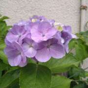 ヒメ日記 2025/08/07 18:30 投稿 ももえ 完熟ばなな 上野店