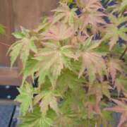 ヒメ日記 2025/08/20 17:50 投稿 ももえ 完熟ばなな 上野店