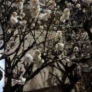 ヒメ日記 2026/02/13 13:22 投稿 ミコト 札幌★出張マッサージ委員会