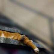 ヒメ日記 2025/10/22 09:30 投稿 みなと 神田ハンドメイド