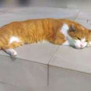 ヒメ日記 2026/01/28 13:10 投稿 みなと 神田ハンドメイド