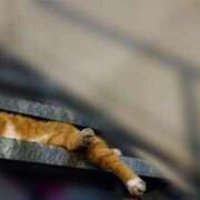 ヒメ日記 2026/03/15 18:56 投稿 みなと 神田ハンドメイド