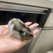 ヒメ日記 2025/04/26 23:02 投稿 涼宮悠里 皇帝別館（こうていべっかん）